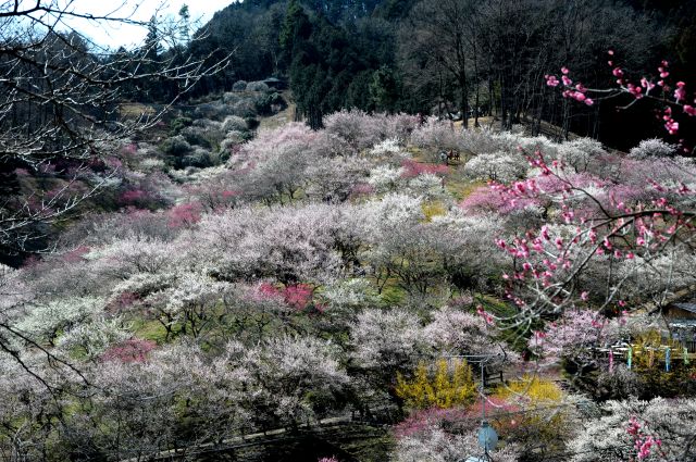 ���̉摜�͒��쌠�Ŏ���Ă��܂��B