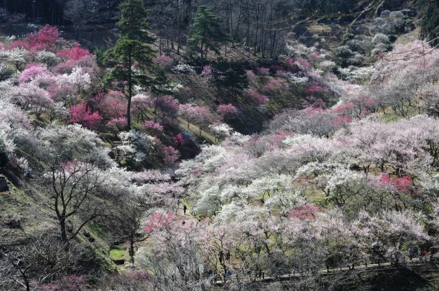 ���̉摜�͒��쌠�Ŏ���Ă��܂��B