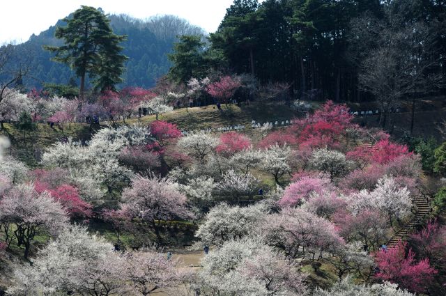 ���̉摜�͒��쌠�Ŏ���Ă��܂��B