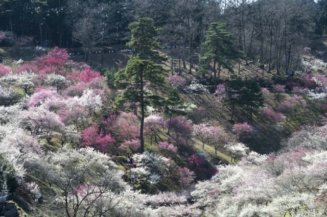 ���̉摜�͒��쌠�Ŏ���Ă��܂��B