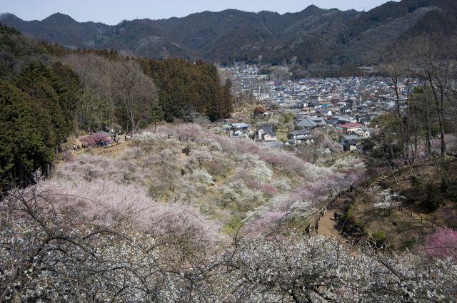 ���̉摜�͒��쌠�Ŏ���Ă��܂��B