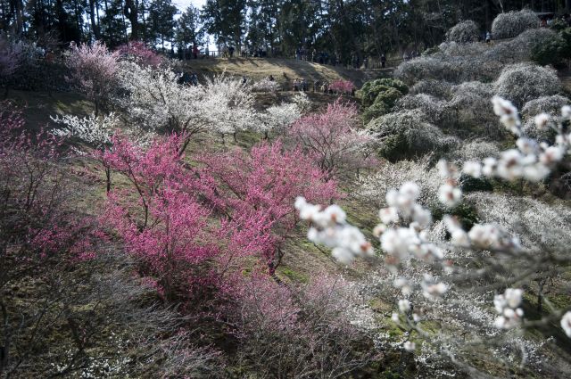 ���̉摜�͒��쌠�Ŏ���Ă��܂��B
