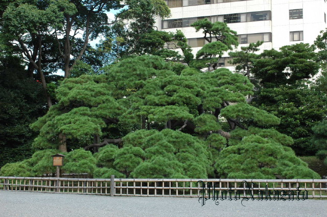 img0006.jpg